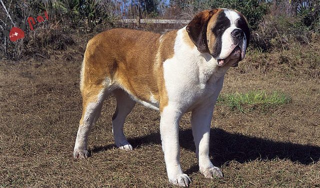 giong-cho-Saint-Bernard-nguoi-ban-khong-lo-3