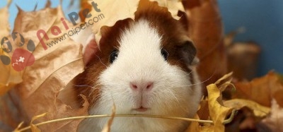guinea-pig-mang-thai-400x187