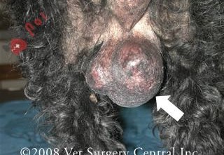 khoi-u-va-ung-thu-dich-hoan-o-cho1