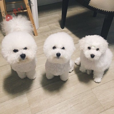 kinh-nghiem-va-cach-nuoi-cho-bichon-frise2-400x400