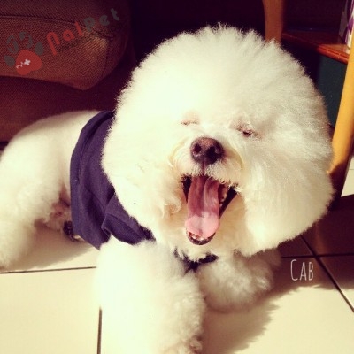 kinh-nghiem-va-cach-nuoi-cho-bichon-frise3-400x400