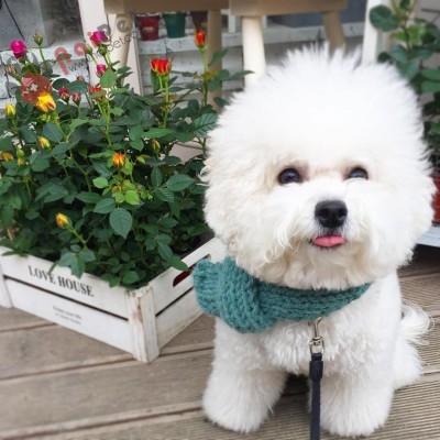 kinh-nghiem-va-cach-nuoi-cho-bichon-frise5-400x400