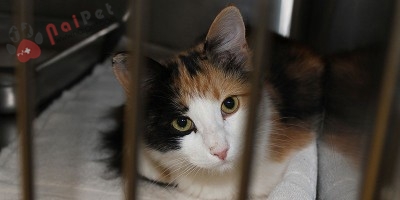 meo-truong-thanh-nen-duoc-tiem-phong-dinh-ky-bao-lau-400x200