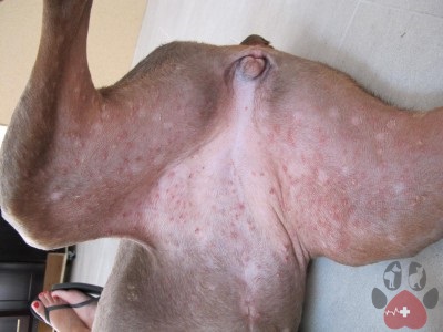 nguyen-nhan-va-cach-chua-chung-benh-bi-noi-mun-mu-cho-400x300