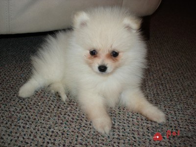 nguyen-nhan-va-cach-dieu-tri-benh-chay-nuoc-mat-o-cho-1024x768-400x300