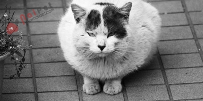 nguyen-nhan-va-giai-phap-khi-meo-bi-non-ra-thuc-an-400x200