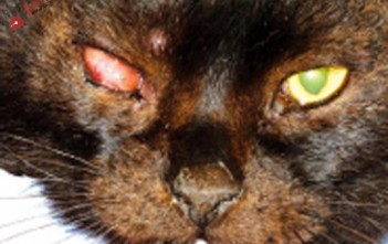 nhiem-trung-lao-tren-cho-meo