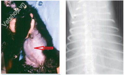nhiem-trung-phuc-mac-fip-benh-do-coronavirus-tren-meo-1