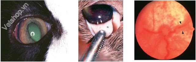 nhiem-trung-phuc-mac-fip-benh-do-coronavirus-tren-meo-2
