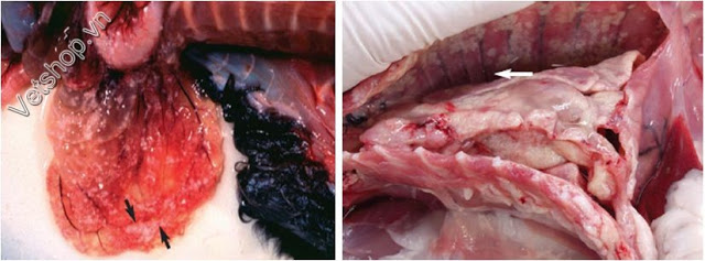 nhiem-trung-phuc-mac-fip-benh-do-coronavirus-tren-meo-3