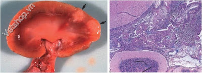 nhiem-trung-phuc-mac-fip-benh-do-coronavirus-tren-meo-4