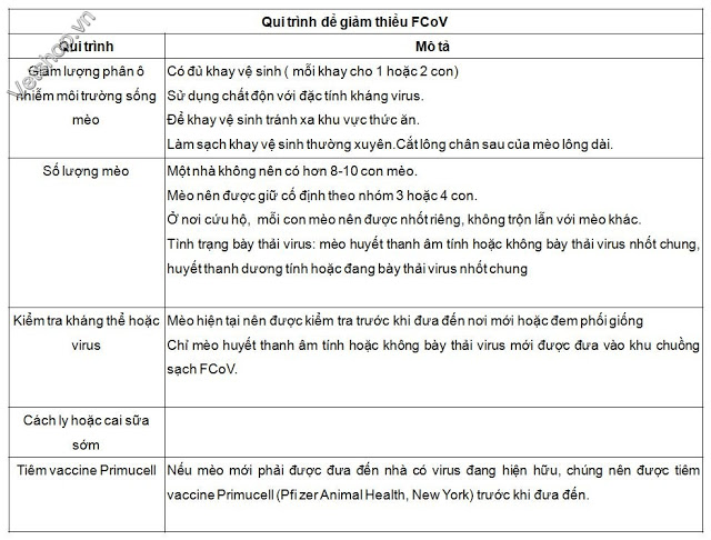nhiem-trung-phuc-mac-fip-benh-do-coronavirus-tren-meo-6