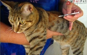 nhung-nguyen-nhan-lam-mat-tac-dung-cua-vac-xin-400x299