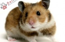 nhung-thong-diep-hamster-muon-ban-hieu-