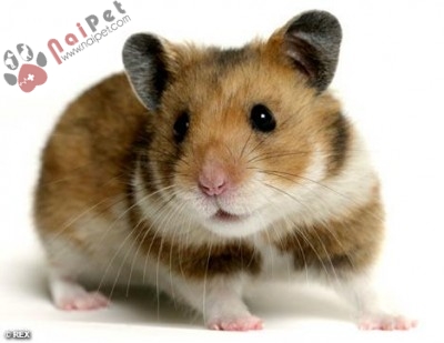 nhung-thong-diep-hamster-muon-ban-hieu-