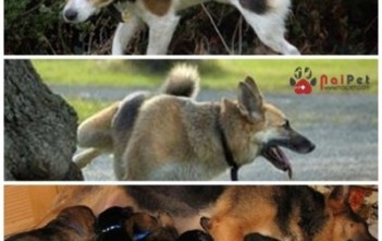 roi-loan-tam-ly-sinh-san-o-cho