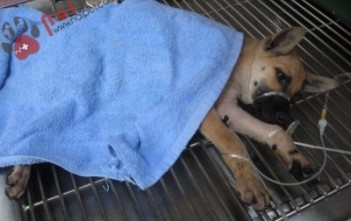 soi-bang-quang-va-nieu-dao6