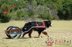 tam-sac-1-Bernese-Mountain-Dog-1