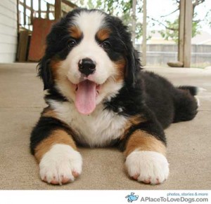 tam-sac-1-Bernese-Mountain-Dog-10