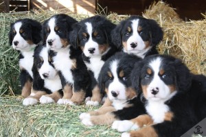 tam-sac-1-Bernese-Mountain-Dog-12
