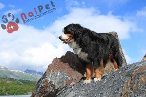 tam-sac-1-Bernese-Mountain-Dog-2