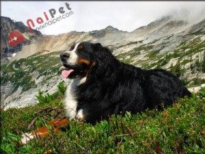 tam-sac-1-Bernese-Mountain-Dog-3