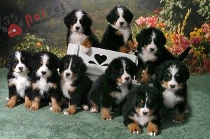 tam-sac-1-Bernese-Mountain-Dog-4