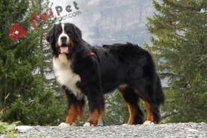 tam-sac-1-Bernese-Mountain-Dog-5