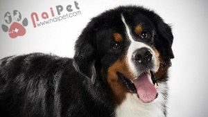 tam-sac-1-Bernese-Mountain-Dog-6