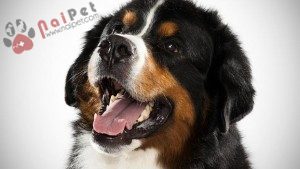 tam-sac-1-Bernese-Mountain-Dog-7