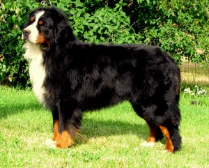 tam-sac-1-Bernese-Mountain-Dog-8