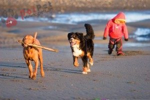 tam-sac-1-Bernese-Mountain-Dog-9