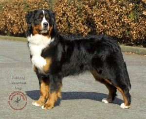 tam-sac-1-Bernese-Mountain-Dog
