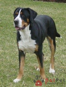tam-sac-2-Great-Swiss-Mountain-Dog