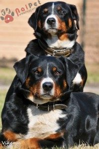 tam-sac-3- Appenzell-Cattle-Dog-1