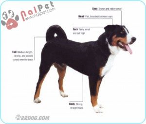 tam-sac-3- Appenzell-Cattle-Dog-10