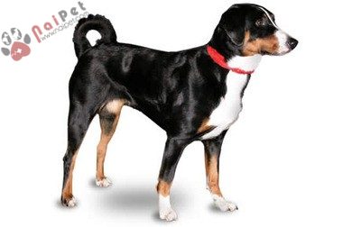 tam-sac-3- Appenzell-Cattle-Dog-11