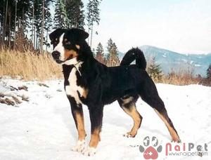 tam-sac-3- Appenzell-Cattle-Dog-3