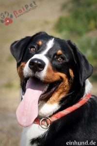 tam-sac-3- Appenzell-Cattle-Dog-4