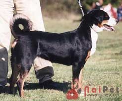 tam-sac-3- Appenzell-Cattle-Dog-5