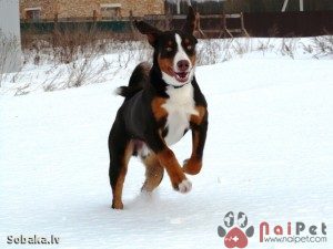 tam-sac-3- Appenzell-Cattle-Dog-7