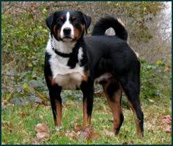 tam-sac-3- Appenzell-Cattle-Dog-8
