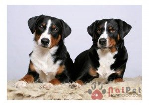 tam-sac-3- Appenzell-Cattle-Dog-9