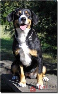 tam-sac-4-Entlebuch-cattle-dog-1