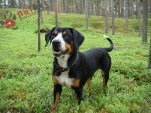 tam-sac-4-Entlebuch-cattle-dog-3