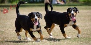 tam-sac-4-Entlebuch-cattle-dog-4