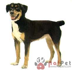 tam-sac-4-Entlebuch-cattle-dog-9