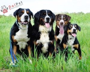 tam-sac-4-Entlebuch-cattle-dog