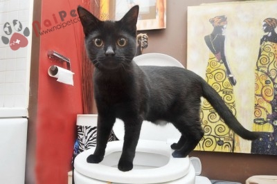 tim-hieu-nguyen-nhan-benh-tao-bon-o-meo-1024x682-400x266