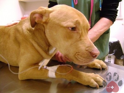 tim-hieu-nguyen-nhan-khien-cho-sot-940x705-400x300